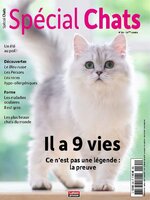 Spécial Chats